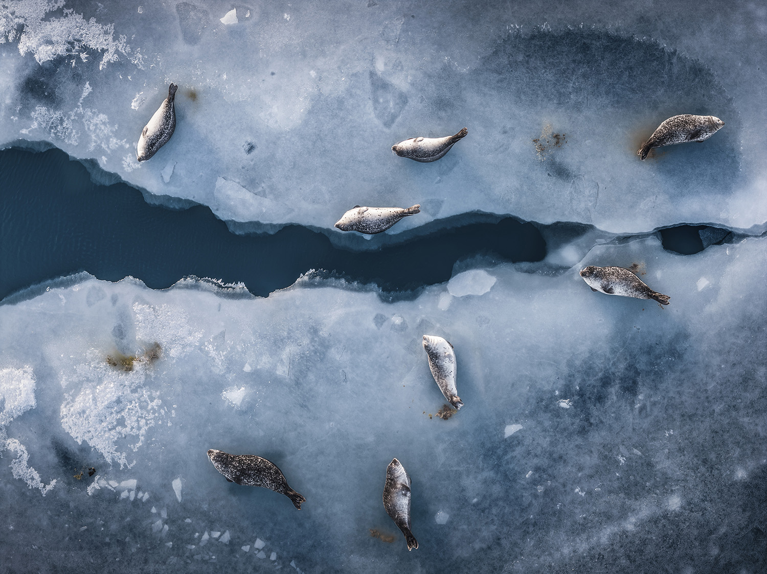 Aerial view of seals resting on sea ice beside open water.
